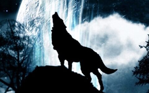 孤狼的解释有哪些