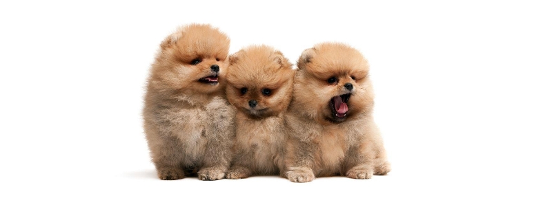  一条狗还是一只狗用哪个量词