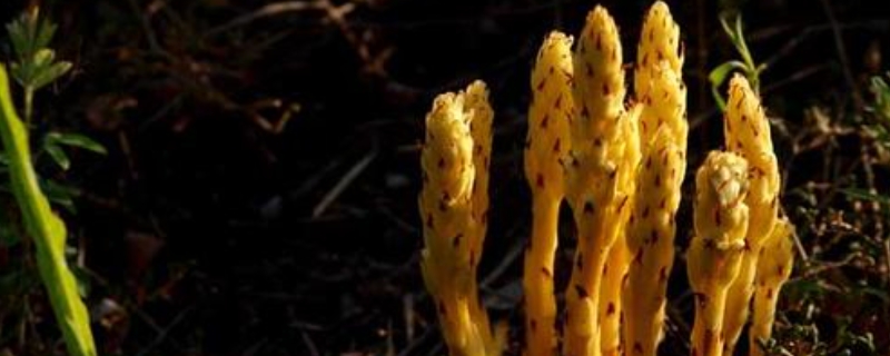 肉蓉是什么东西呀