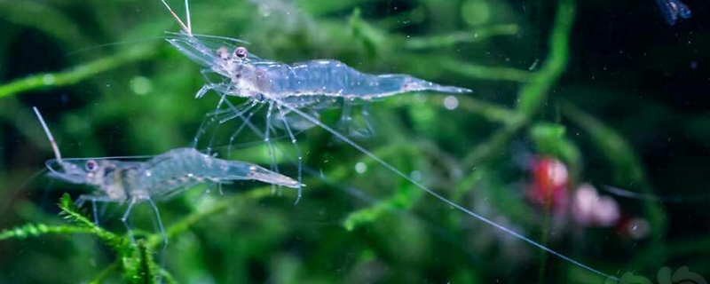  小虾吃什么东西