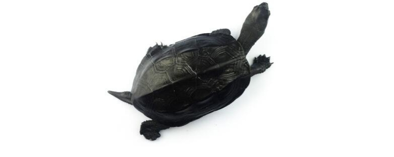 初墨半墨全墨什么意思