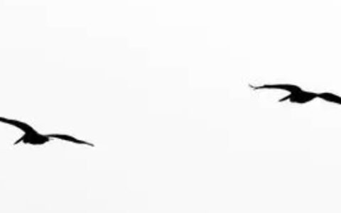 双飞是什么意思