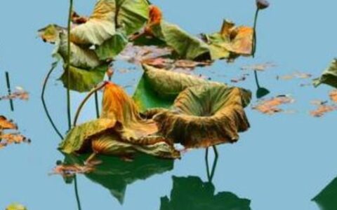 一年好景君须记最是橙黄橘绿时是什么意思