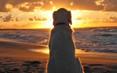 日落黄昏的唯美句子