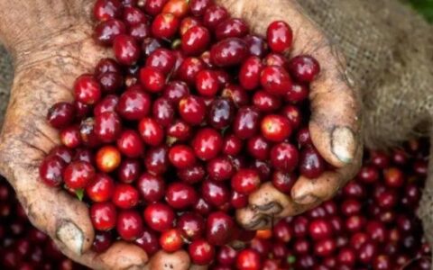 咖啡的故乡是哪里