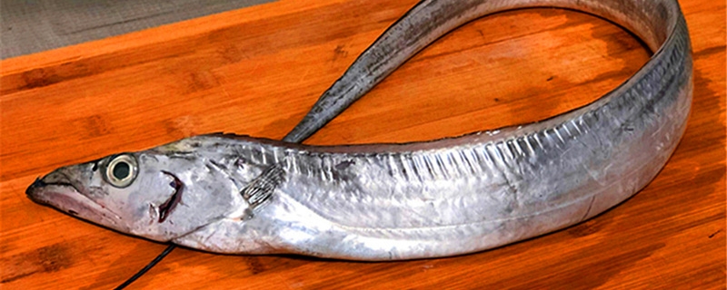 带鱼是深海鱼吗