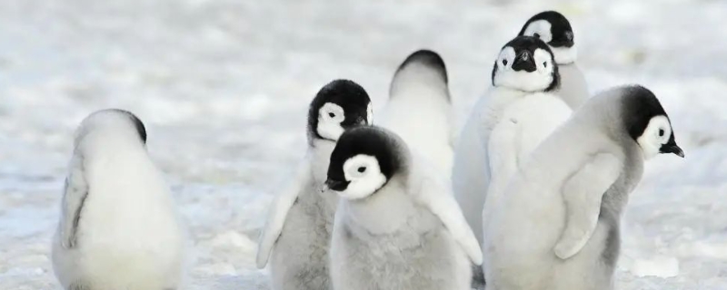 企鹅生活在南极还是北极