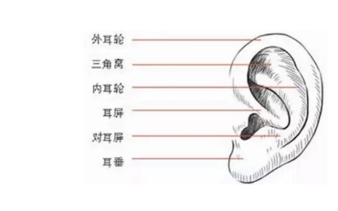 耳郭和耳廓的区别