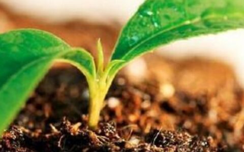 土曰稼穑是什么意思