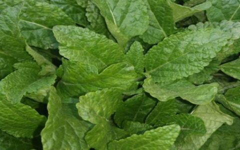 哈嗼草哪些人不能服用