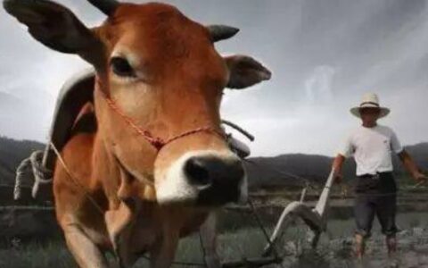 埋头苦干的生肖