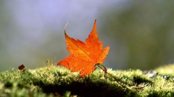 立秋是末伏的开始吗？