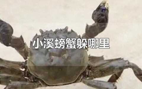 小溪螃蟹躲哪里