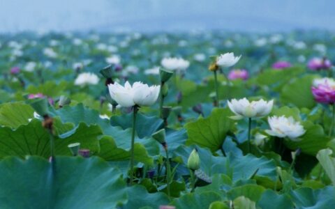 荷花节是哪一天