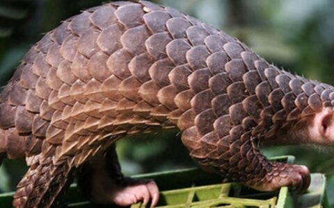 什么是分山掘子甲