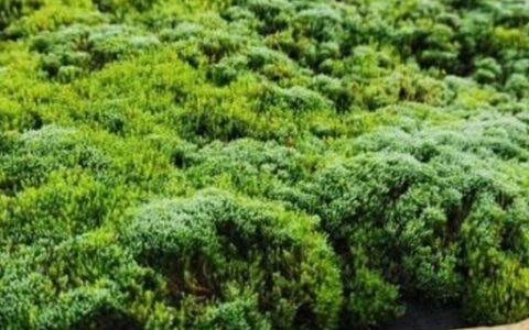 苔藓样变的定义