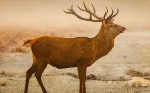 山獐与麂子区别