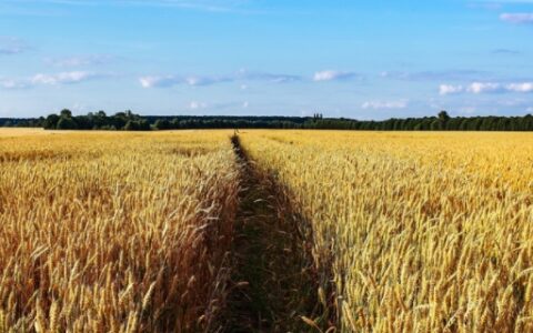 桑麻指代的内容是什么