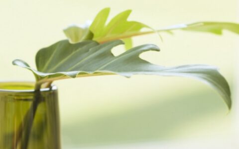 安若名字的寓意