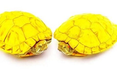黄金龟是什么品种