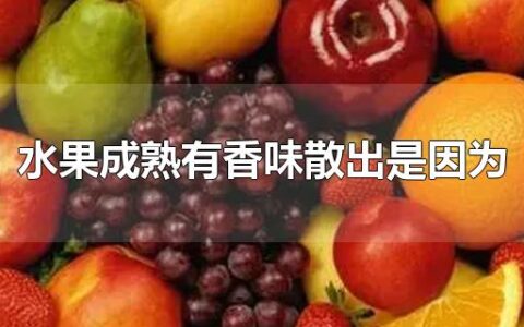 水果成熟有香味散出是因为