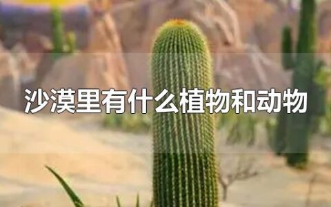沙漠里有什么植物和动物