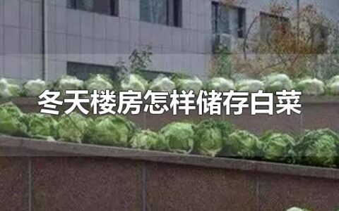 冬天楼房怎样储存白菜