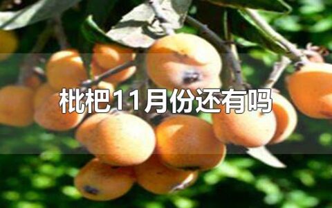 枇杷11月份还有吗