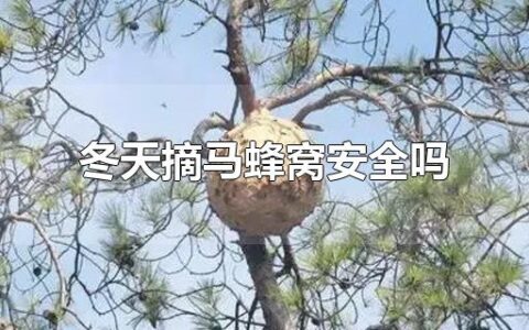 冬天摘马蜂窝安全吗