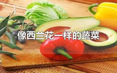 像西兰花一样的蔬菜