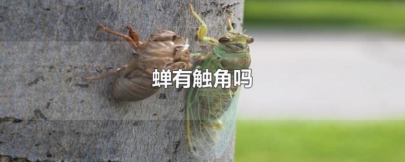 蝉有触角吗