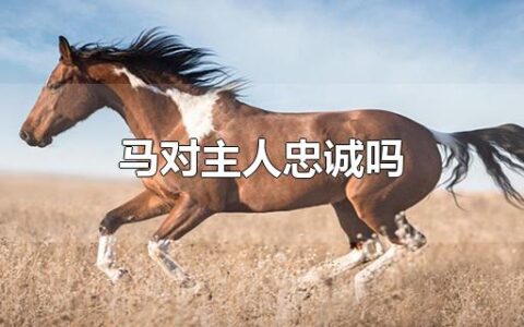 马对主人忠诚吗
