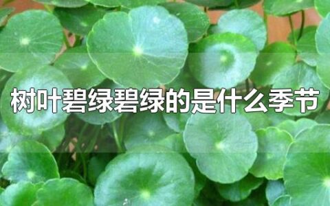 树叶碧绿碧绿的是什么季节
