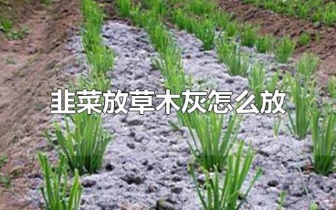 韭菜放草木灰怎么放