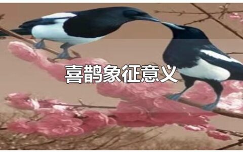 喜鹊象征意义