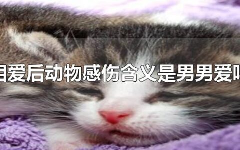 相爱后动物感伤含义是男男爱吗