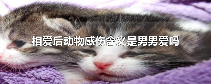 相爱后动物感伤含义是男男爱吗