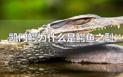 凯门鳄为什么是鳄鱼之耻