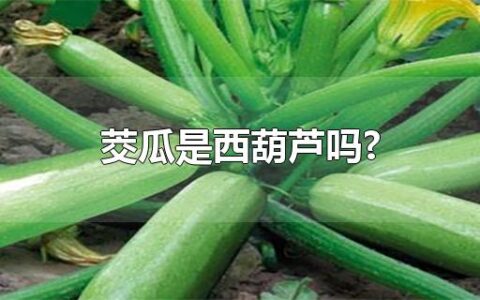 茭瓜是西葫芦吗?
