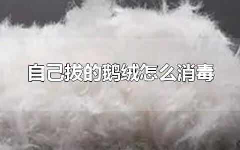 自己拔的鹅绒怎么消毒
