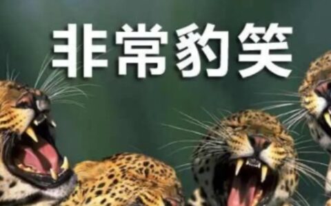 “非常豹笑”是什么梗