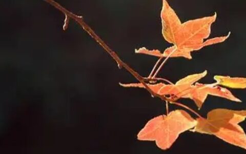 浇树浇根是什么意思