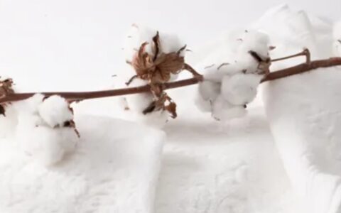 海岛棉是什么棉