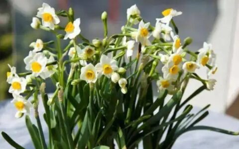 水仙花的生长变化情况