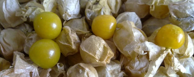 姑鸟的学名叫什么