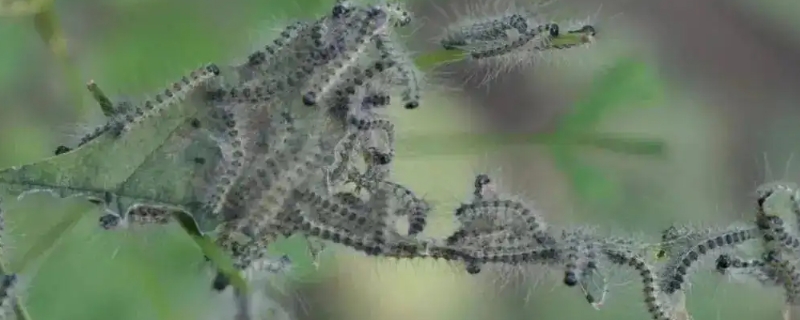 外来物种有哪些