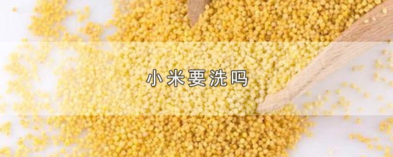 小米要洗吗