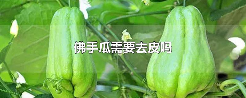 佛手瓜需要去皮吗