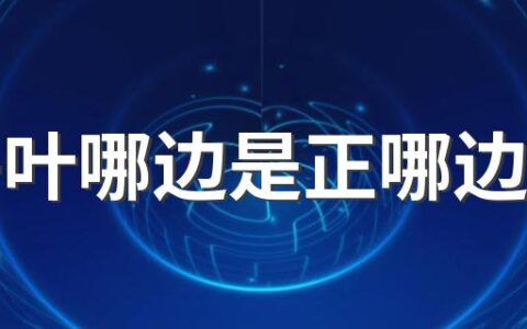 粽子叶哪边是正哪边是反 粽叶可以反复使用吗