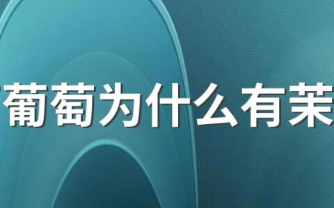 茉莉葡萄为什么有茉莉味 茉莉香葡萄是哪里的